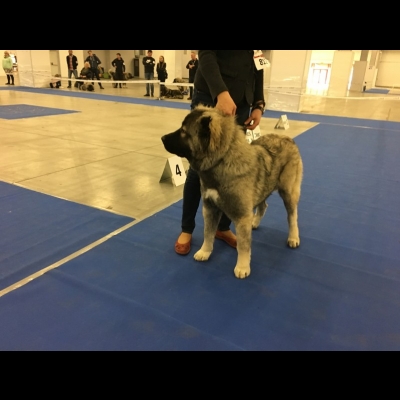 IDS KIELCE'18 - MARA